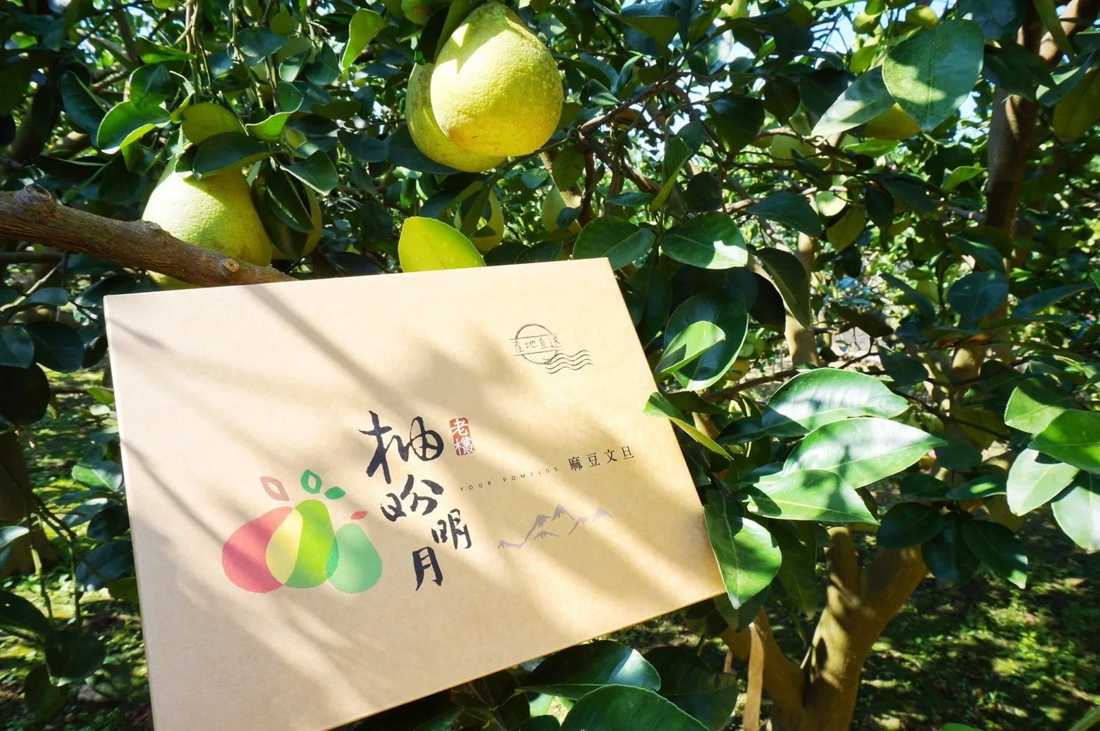 牛皮色禮盒放在柚樹枝上，印有柚芬明月與產地直送